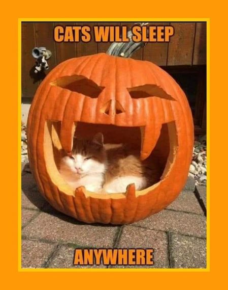 catssleep anywhere halloween.jpg